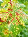 Symptoms of Esca on Merlot leaf. The grapevine trunk diseases Royalty Free Stock Photo