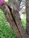 Symptoms of a Failed Tree: Cracks Royalty Free Stock Photo