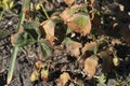 Symptoms of fusarium wilt in strawberries