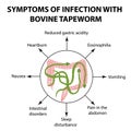 Symptoms of infection are bovine tapeworm