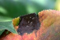 Symptoms of leaf damage by Aphis gossypii, close up Royalty Free Stock Photo