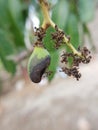 Symptoms of mango Fruit borer Deanolis albizonalis on mango fruit Royalty Free Stock Photo