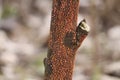 Symptoms of nectriosis on dead tree caused by nectria or coral spot. Fungal plant pathogen