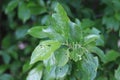 Symptoms of Shot Hole Disease in plums. Causing by fungal plant pathogen Stigmina carpophila