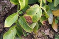 Symtomp of potato blight disease on production field Royalty Free Stock Photo