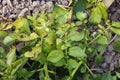 Symtomp of potato blight disease on production field Royalty Free Stock Photo