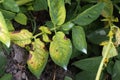 Symtomp of potato early blight disease on production field Royalty Free Stock Photo