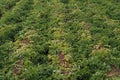 Symtomp of potato early blight disease on production field Royalty Free Stock Photo
