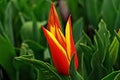 Synaeda King a beautiful tulip Royalty Free Stock Photo