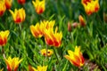 Synaeda King Tulips at Showa Kinen Koen,Tokyo,Japan Royalty Free Stock Photo