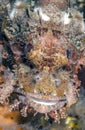 Stonefish off the coast of Bali Royalty Free Stock Photo