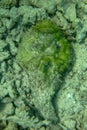 Synanceia lies motionless on seabed in Red Sea. Stone fish looks like a stone and blends perfectly with the ground. Stonefish is Royalty Free Stock Photo