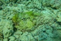 Synanceia lies motionless on seabed in Red Sea. Stone fish looks like a stone and blends perfectly with the ground. Stonefish is Royalty Free Stock Photo