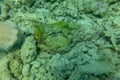 Synanceia lies motionless on seabed in Red Sea. Stone fish looks like a stone and blends perfectly with the ground. Stonefish is Royalty Free Stock Photo