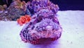 Synanceia verrucosa fish underwater Royalty Free Stock Photo