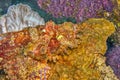 Synanceia verrucosa, reef stonefish Royalty Free Stock Photo