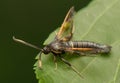 Synanthedon spheciformis