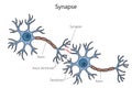 Synapse connection diagram medical science