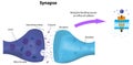 Synapse Labeled Diagram and Receptor