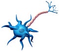 Synapse Neuron Body Anatomy