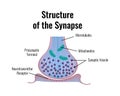 Synapse Structure Neurology Composition