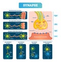 Synapse vector illustration. Labeled diagram with neuromuscular example.