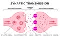 Synaptic transmission. Neurotransmission. Royalty Free Stock Photo