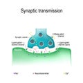 Synaptic transmission. Structure of chemical synapse Royalty Free Stock Photo