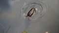 MuÃ§um, snakefish or freshwater eel, found in rivers, lakes and reservoirs in South America