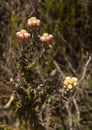 Syncarpha species everlasting flower Royalty Free Stock Photo