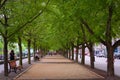 Synced Trees over a rest area park in Montreal