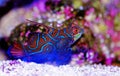 Synchiropus splendidus - The Mandarin fish, one of the most colorful saltwater fish Royalty Free Stock Photo