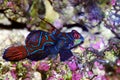 Synchiropus splendidus - The Mandarin fish, one of the most colorful saltwater fish Royalty Free Stock Photo