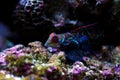 Synchiropus splendidus - The Mandarin fish, one of the most colorful saltwater fish Royalty Free Stock Photo