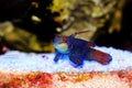 Synchiropus splendidus - The Mandarin fish, one of the most colorful saltwater fish Royalty Free Stock Photo