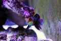 Synchiropus splendidus - The Mandarin fish, one of the most colorful saltwater fish Royalty Free Stock Photo