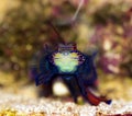 Synchiropus splendidus - The Mandarin fish, one of the most colorful saltwater fish Royalty Free Stock Photo