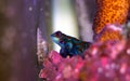 Mandarin fish Synchiropus splendidus Royalty Free Stock Photo