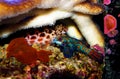 Blue Mandarin fish - Synchiropus splendidus Royalty Free Stock Photo