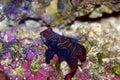 Synchiropus splendidus - The Mandarin fish, one of the most colorful saltwater fish Royalty Free Stock Photo