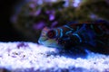 Synchiropus splendidus - The Mandarin fish, one of the most colorful saltwater fish Royalty Free Stock Photo