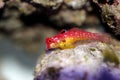 Ruby Red Dragonet - Synchiropus sycorax Royalty Free Stock Photo