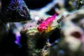 Ruby Red Dragonet - Synchiropus sycorax Royalty Free Stock Photo