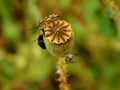 Synchronization of colors of one overblown poppy flower and bugs on it