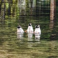 Synchronized diving ducks Royalty Free Stock Photo
