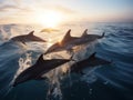 Synchronized Swim: Playful Dolphins in the Open Ocean