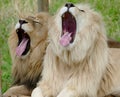 Two lions yawning at same time