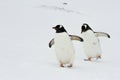 Syncronized pair of Gentoo Penguins