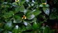 Synedrella Flower: A Dainty Beauty in Bloom