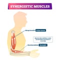 Synergistic muscles vector illustration. Labeled arm action support scheme. Royalty Free Stock Photo